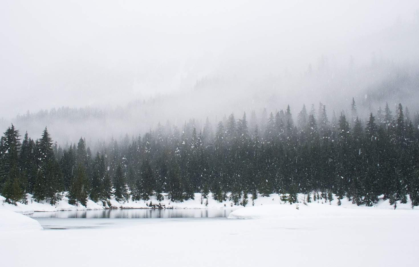 Exploring the Serenity of Winter Forests